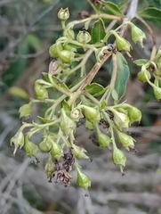 Escallonia megapotamica