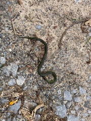 Erythrolamprus typhlus