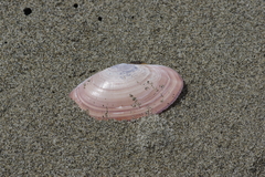 Gari lineolata