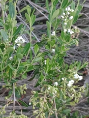 Escallonia megapotamica