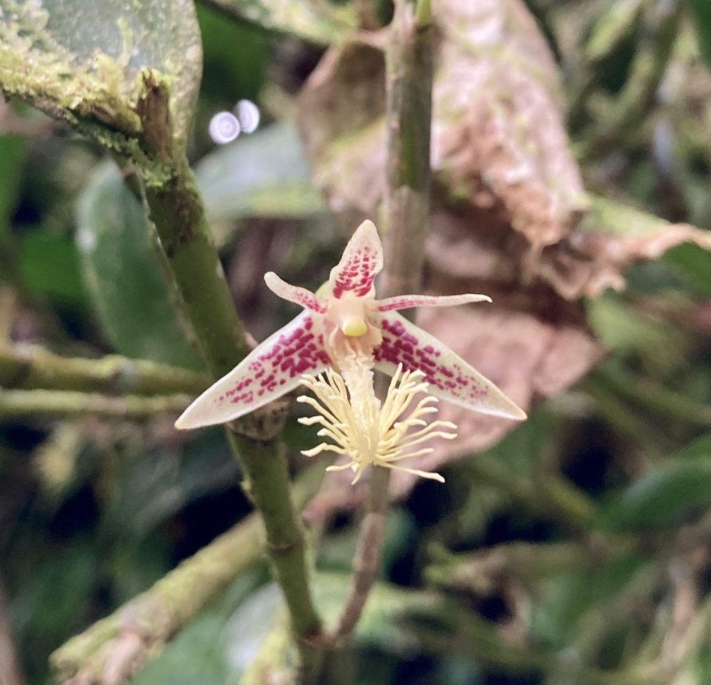 Dendrobium scopa Lindl.
