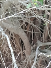 Escallonia megapotamica