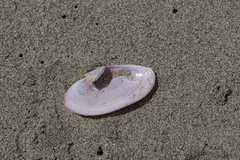 Gari lineolata