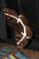 Erebus terminitincta