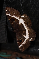 Erebus terminitincta