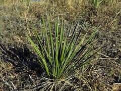 Yucca campestris