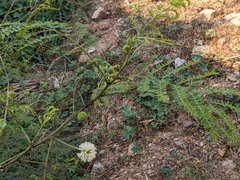 Leucaena leucocephala