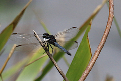 Crocothemis nigrifrons