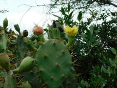 Opuntia stricta