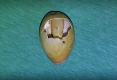 Lyncina leviathan titan