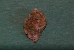 Monoplex parthenopeus