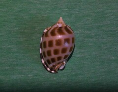 Phalium areola