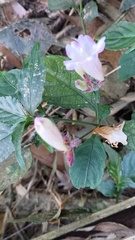 Strobilanthes pentastemonoides