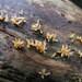Calocera furcata - Photo (c) lostcoastmike,  זכויות יוצרים חלקיות (CC BY-NC), הועלה על ידי lostcoastmike
