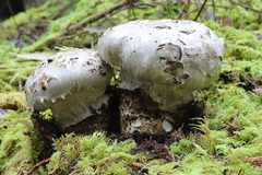 Catathelasma ventricosum