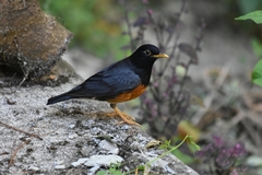 Turdus dissimilis