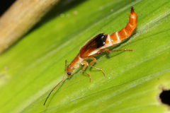 Carphurus