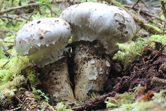 Catathelasma ventricosum
