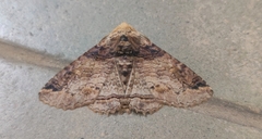 Pericyma cruegeri