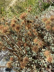 Acaena anserinifolia