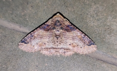 Pericyma cruegeri