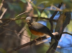 Turdus dissimilis