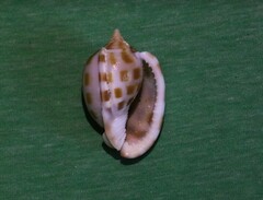 Phalium areola