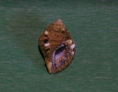 Monoplex parthenopeus