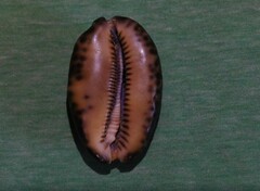 Mauritia arabica