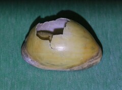 Lyncina leviathan titan