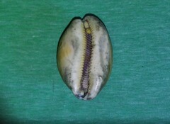 Lyncina leviathan titan