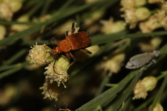 Chauliognathus discus