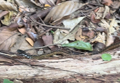Xenochrophis maculatus