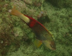 Notolabrus gymnogenis