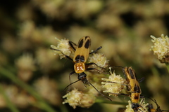 Chauliognathus omissus