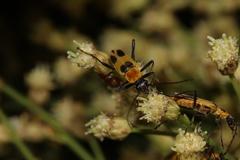 Chauliognathus omissus