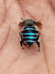 Zonamegilla