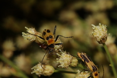 Chauliognathus omissus