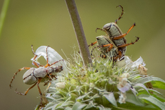 Macrodactylus subspinosus