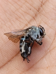 Zonamegilla