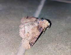 Pericyma cruegeri