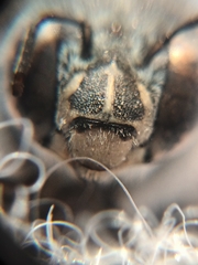 Zonamegilla