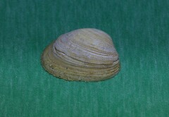 Irus crenatus