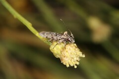 Gelechiini