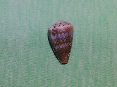 Conus aplustre