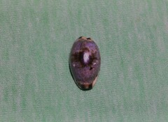 Purpuradusta gracilis