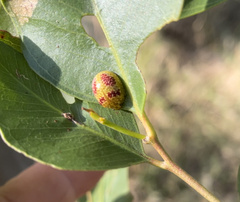 Paropsisterna fastidiosa