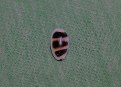 Palmadusta asellus