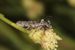 Gelechiini