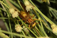 Polistes flavus
